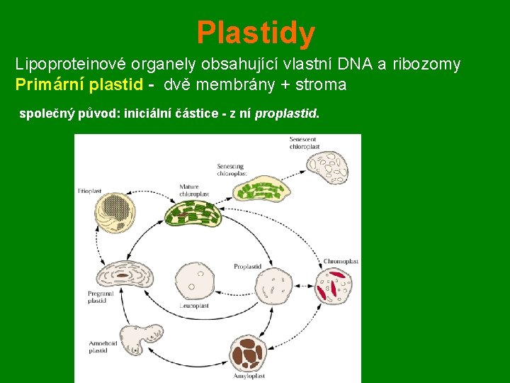 Plastidy Lipoproteinové organely obsahující vlastní DNA a ribozomy Primární plastid - dvě membrány +