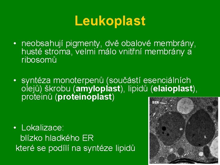 Leukoplast • neobsahují pigmenty, dvě obalové membrány, husté stroma, velmi málo vnitřní membrány a