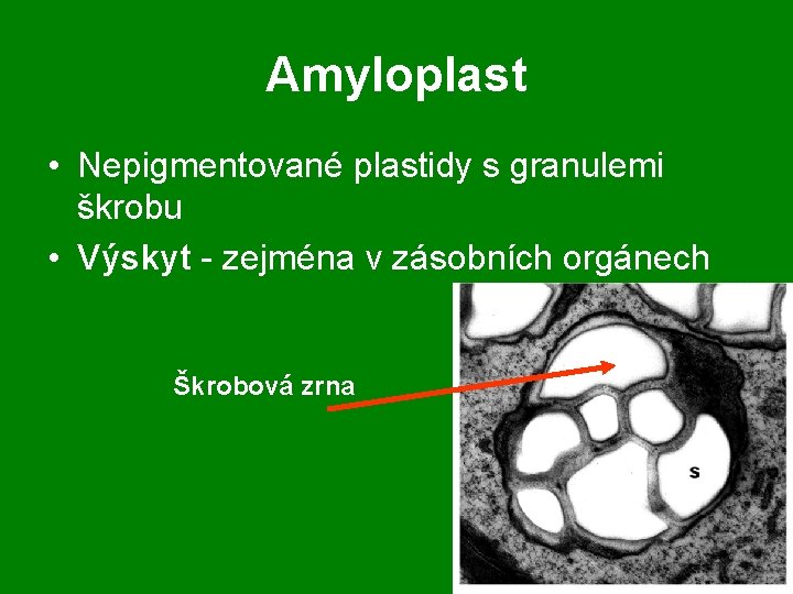 Amyloplast • Nepigmentované plastidy s granulemi škrobu • Výskyt - zejména v zásobních orgánech