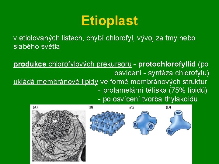 Etioplast v etiolovaných listech, chybí chlorofyl, vývoj za tmy nebo slabého světla produkce chlorofylových