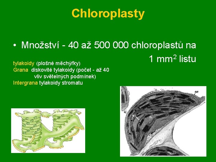 Chloroplasty • Množství - 40 až 500 000 chloroplastů na 2 listu 1 mm