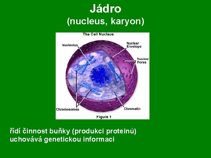 Jádro (nucleus, karyon) řídí činnost buňky (produkci proteinů) uchovává genetickou informaci 