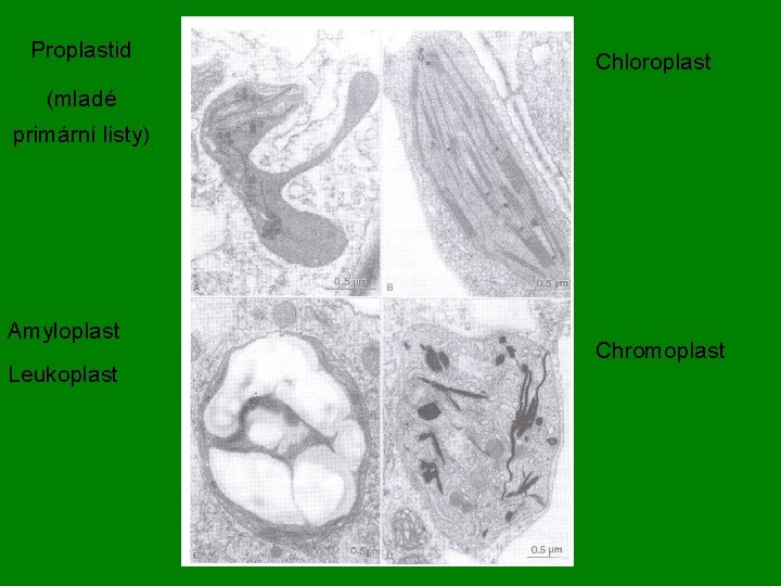 Proplastid Chloroplast (mladé primární listy) Amyloplast Leukoplast Chromoplast 