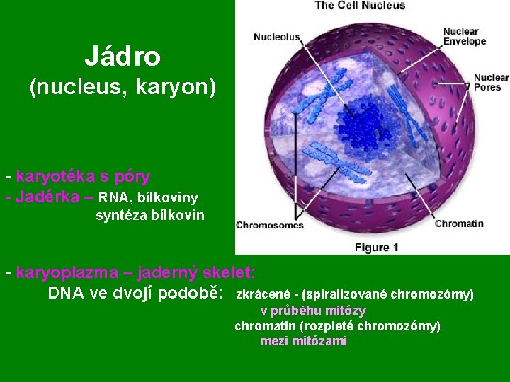 Jádro (nucleus, karyon) - karyotéka s póry - Jadérka – RNA, bílkoviny syntéza bílkovin