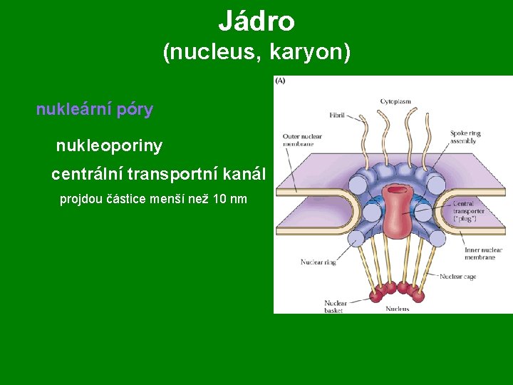 Jádro (nucleus, karyon) nukleární póry nukleoporiny centrální transportní kanál projdou částice menší než 10