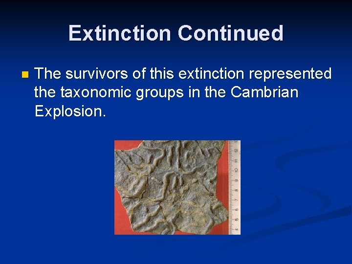 Extinction Continued n The survivors of this extinction represented the taxonomic groups in the