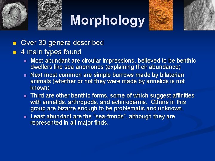 Morphology n n Over 30 genera described 4 main types found n n Most