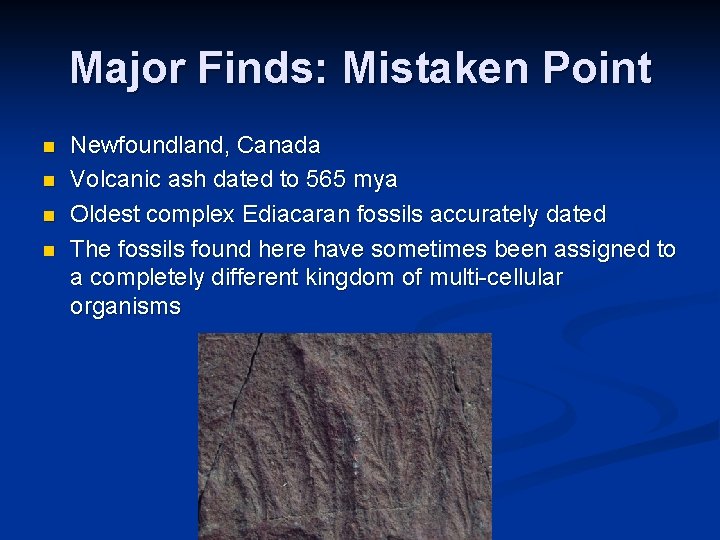 Major Finds: Mistaken Point n n Newfoundland, Canada Volcanic ash dated to 565 mya