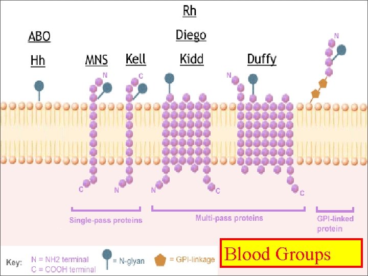 Blood Groups 