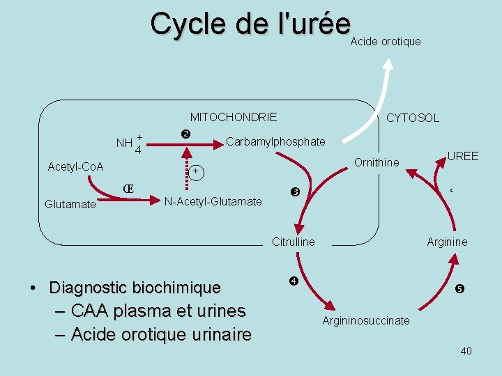 Cycle de l'urée Acide orotique MITOCHONDRIE NH + 4 Acetyl-Co. A Carbamylphosphate Ornithine +