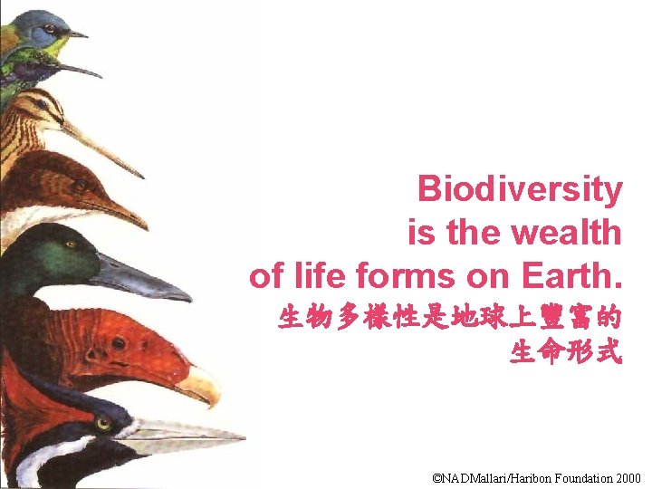 Biodiversity is the wealth of life forms on Earth. 生物多樣性是地球上豐富的 生命形式 ©NADMallari/Haribon Foundation 2000