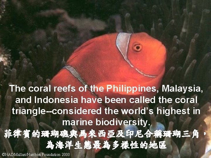 biodiversity. The coral reefs of the Philippines, Malaysia, and Indonesia have been called the