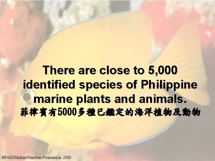 There are close to 5, 000 identified species of Philippine marine plants and animals.