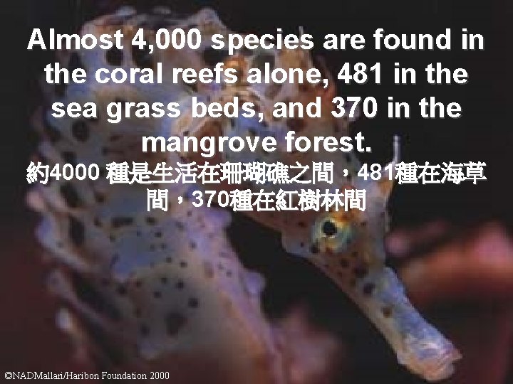 Almost 4, 000 species are found in the coral reefs alone, 481 in the