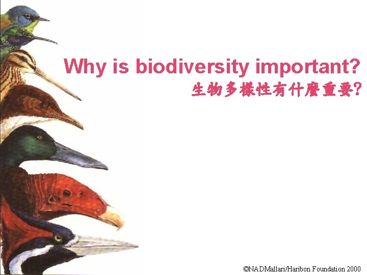 Why is biodiversity important? 生物多樣性有什麼重要? ©NADMallari/Haribon Foundation 2000 
