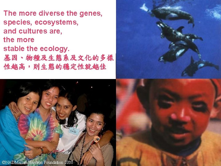 The more diverse the genes, species, ecosystems, and cultures are, the more stable the