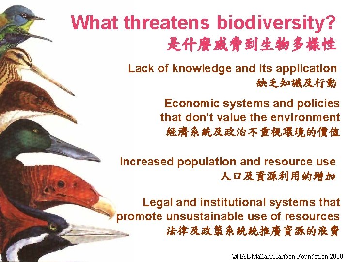 What threatens biodiversity? 是什麼威脅到生物多樣性 Lack of knowledge and its application 缺乏知識及行動 Economic systems and