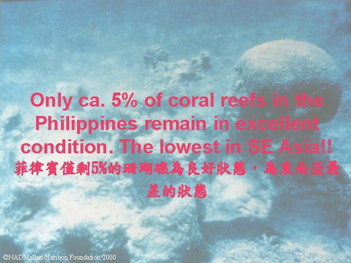 Only ca. 5% of coral reefs in the Philippines remain in excellent condition. The