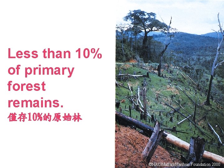 Less than 10% of primary forest remains. 僅存 10%的原始林 ©NADMallari/Haribon Foundation 2000 