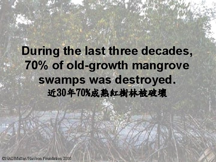 During the last three decades, 70% of old-growth mangrove swamps was destroyed. 近 30年