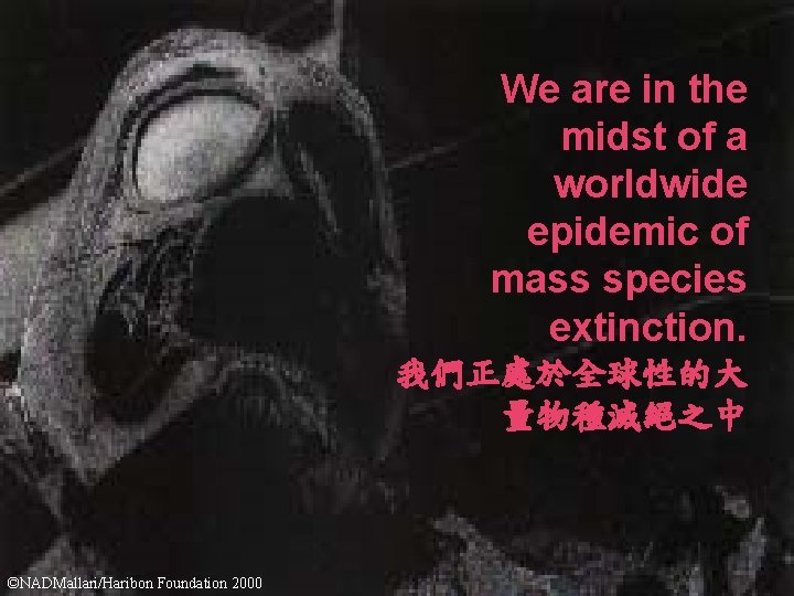 We are in the midst of a worldwide epidemic of mass species extinction. 我們正處於全球性的大