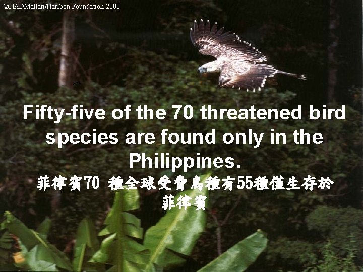 ©NADMallari/Haribon Foundation 2000 23/ Fifty-five of the 70 threatened bird species are found only