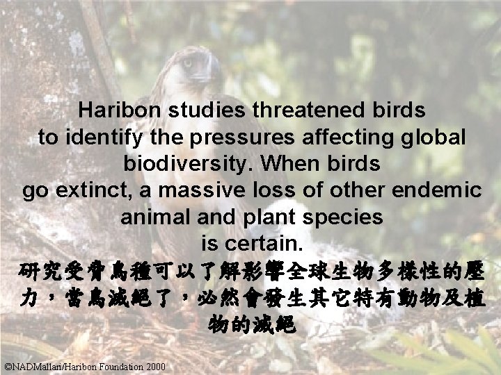 Haribon studies threatened birds to identify the pressures affecting global biodiversity. When birds go