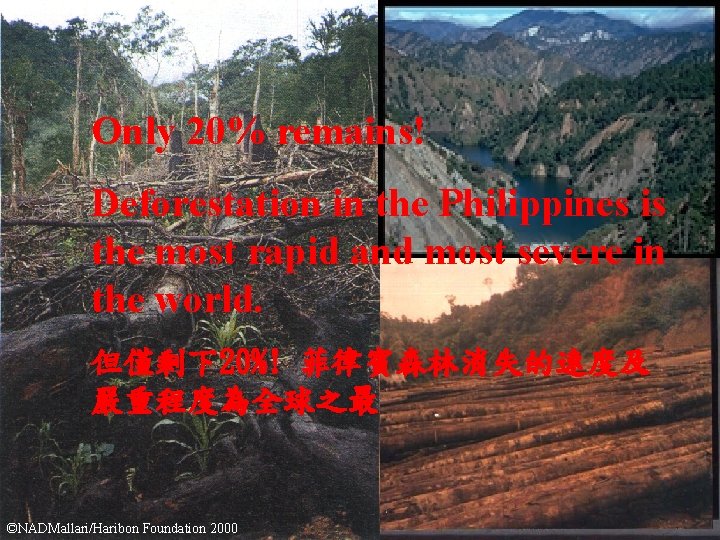 Only 20% remains! Deforestation in the Philippines is the most rapid and most severe