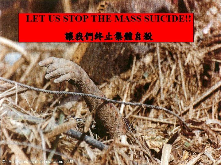 LET US STOP THE MASS SUICIDE!! 讓我們終止集體自殺 ©NADMallari/Haribon Foundation 2000 