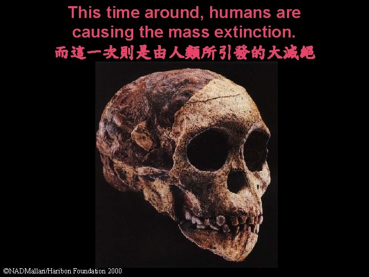 This time around, humans are causing the mass extinction. 而這一次則是由人類所引發的大滅絕 ©NADMallari/Haribon Foundation 2000 