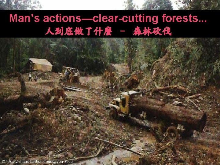 Man’s actions—clear-cutting forests. . . 人到底做了什麼 – 森林砍伐 ©NADMallari/Haribon Foundation 2000 