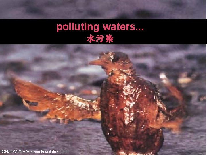 polluting waters. . . 水污染 ©NADMallari/Haribon Foundation 2000 
