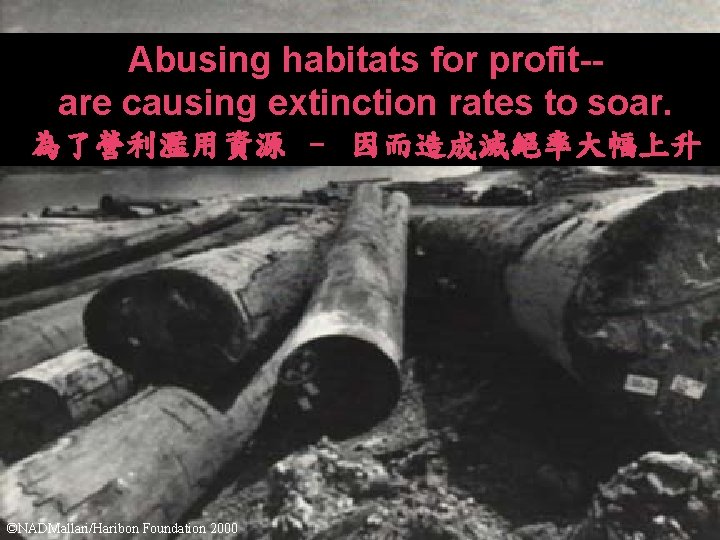 Abusing habitats for profit-are causing extinction rates to soar. 為了營利濫用資源 – 因而造成滅絕率大幅上升 ©NADMallari/Haribon Foundation