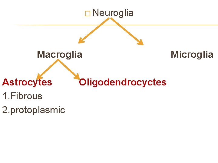 � Neuroglia Macroglia Astrocytes 1. Fibrous 2. protoplasmic Oligodendrocyctes Microglia 