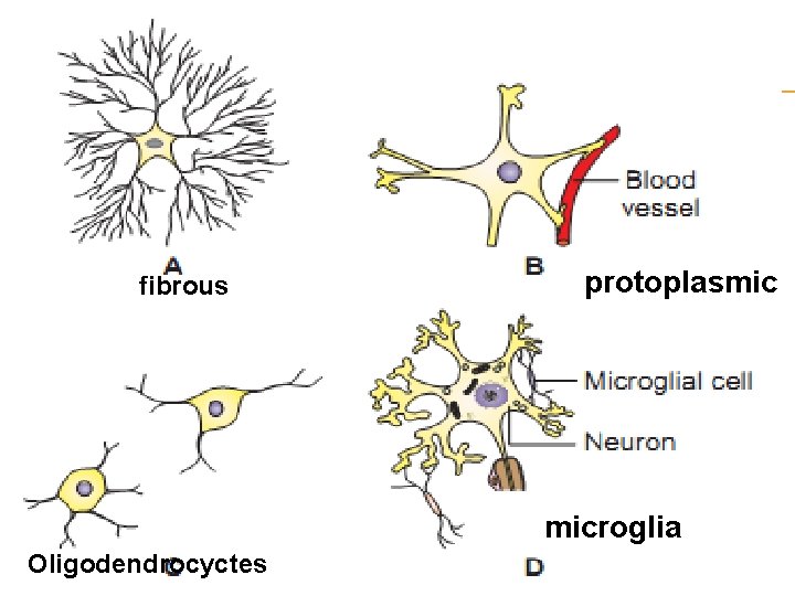 fibrous protoplasmic microglia Oligodendrocyctes 