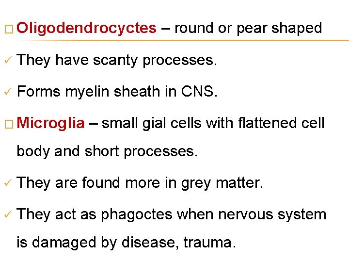 � Oligodendrocyctes – round or pear shaped ü They have scanty processes. ü Forms