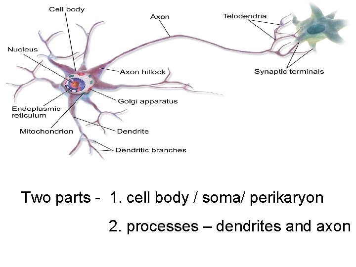 Two parts - 1. cell body / soma/ perikaryon 2. processes – dendrites and