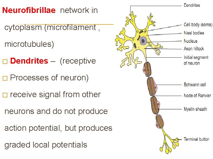 Neurofibrillae network in cytoplasm (microfilament , microtubules) � Dendrites – (receptive � Processes of