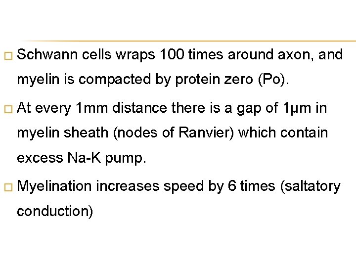 � Schwann cells wraps 100 times around axon, and myelin is compacted by protein
