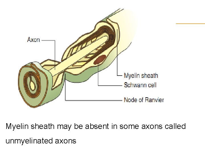 Myelin sheath may be absent in some axons called unmyelinated axons 