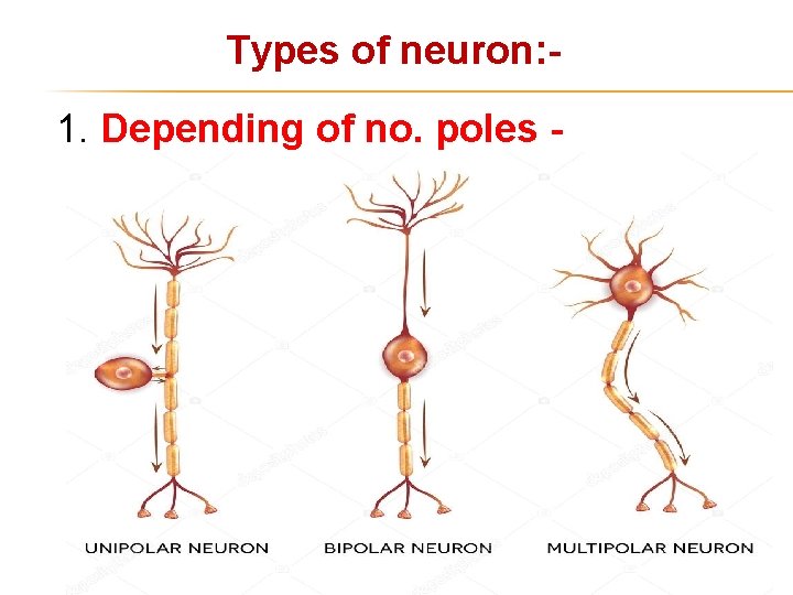 Types of neuron: 1. Depending of no. poles - 