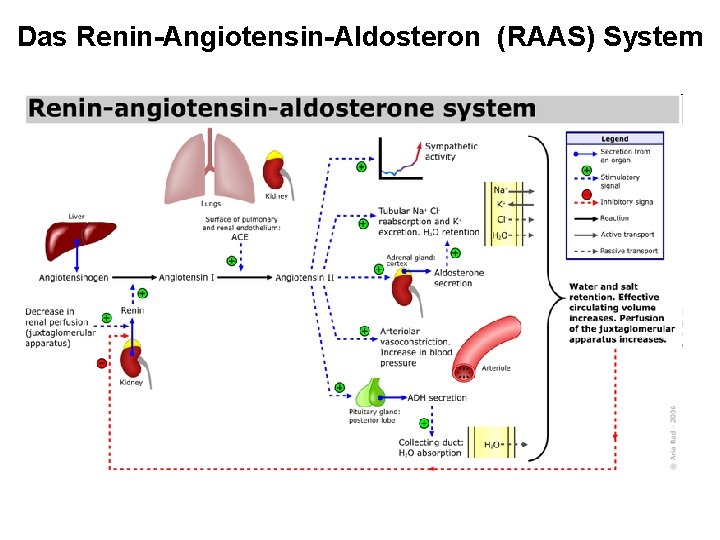 Das Renin-Angiotensin-Aldosteron (RAAS) System 