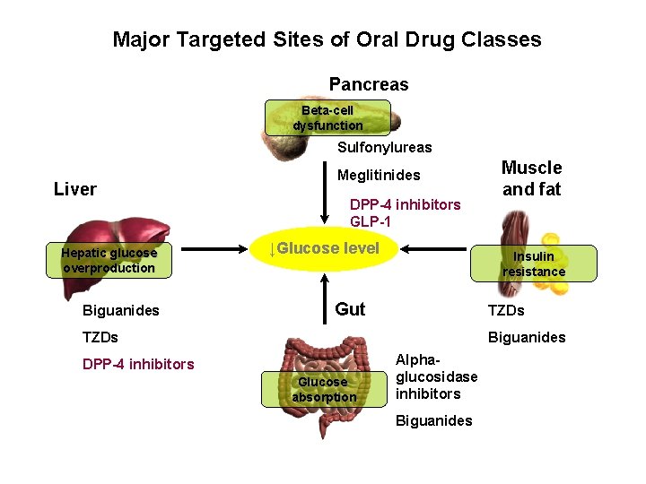 Major Targeted Sites of Oral Drug Classes Pancreas Beta-cell dysfunction Sulfonylureas Liver Hepatic glucose