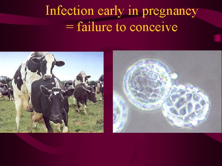 Infection early in pregnancy = failure to conceive 