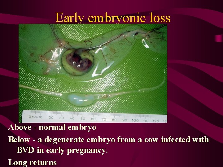 Early embryonic loss Above - normal embryo Below - a degenerate embryo from a