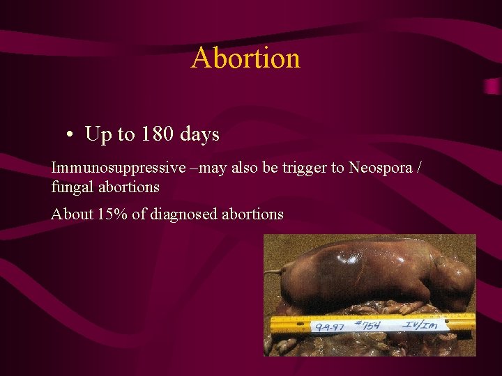 Abortion • Up to 180 days Immunosuppressive –may also be trigger to Neospora /