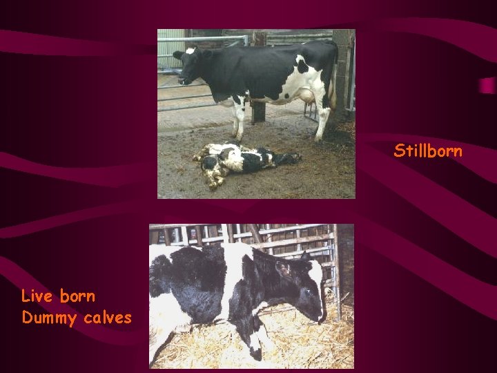 Stillborn Live born Dummy calves 