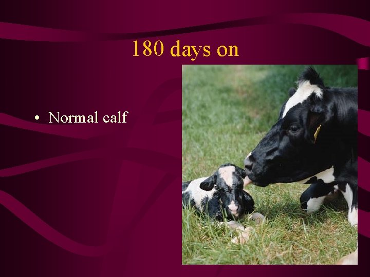 180 days on • Normal calf 