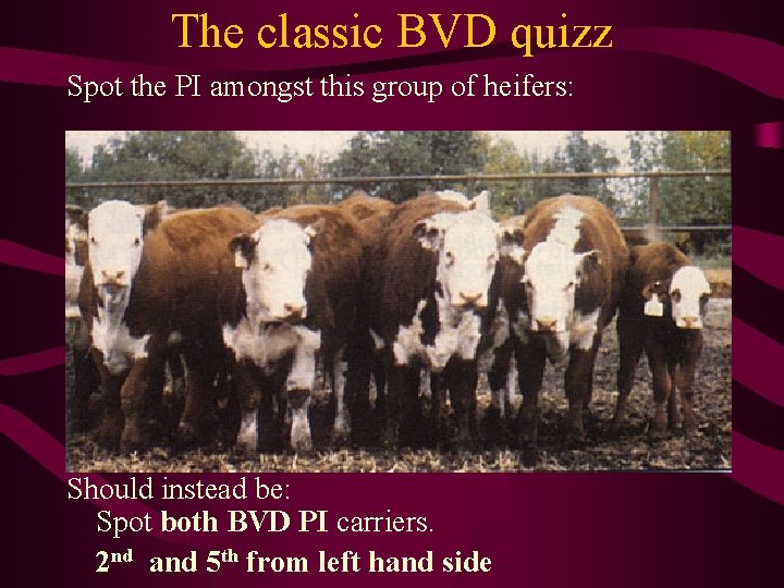 The classic BVD quizz Spot the PI amongst this group of heifers: Should instead