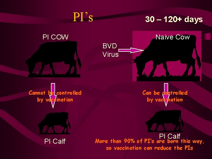 PI’s 30 – 120+ days PI COW Naive Cow BVD Virus Cannot be controlled
